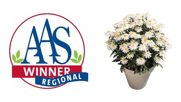 Dümmen Orange announced as AAS Perennial Winner 